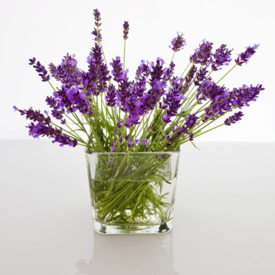 Hydrasol Lavender 1L